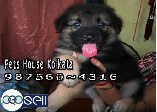 Champion Quality SAINT BERNARD Dogs sale at Imphal ~ PETS HOUSE KOLKATA 4 