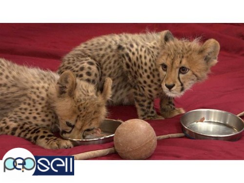  buy cheetah cubs|buy lion cubs|buy tiger cubs|buy parrots online 1 