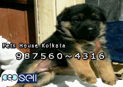 Show Quality GERMAN SHEPHERD Dogs Available for sale At ~ KOLKATA 0 