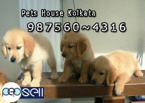 Show Quality GERMAN SHEPHERD Dogs Available for sale At ~ KOLKATA 4 