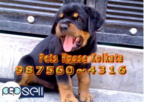 Show Quality ROT WAILER Dogs Available for sale At ~ SILIGURI 0 