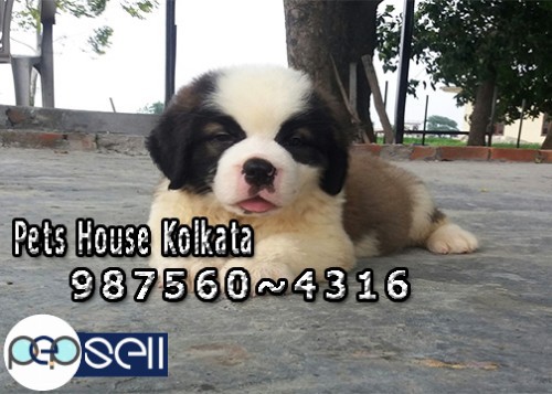 Show Quality ROT WAILER Dogs Available for sale At ~ SILIGURI 2 