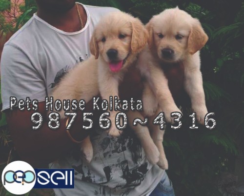 Show Quality ROT WAILER Dogs Available for sale At ~ SILIGURI 5 