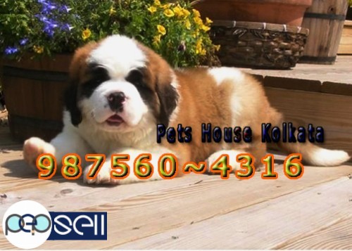 Imported Quality SAINT BERNARD Dogs Available At ~ PETS HOUSE KOLKATA 1 