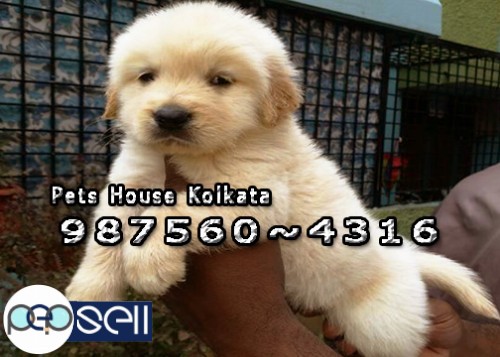 Imported Quality SAINT BERNARD Dogs Available At ~ PETS HOUSE KOLKATA 5 