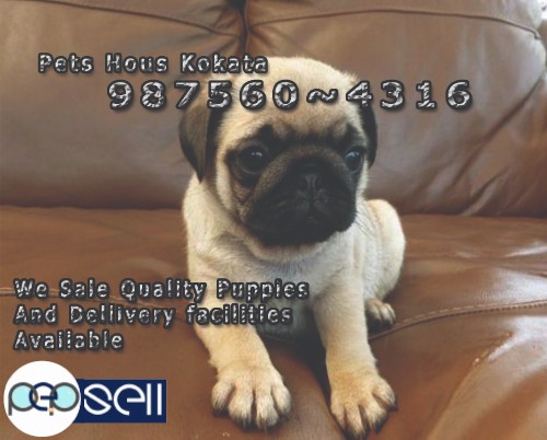 KCI Registered Top Line Up PUG Dogs Available At ~ PETS HOUSE KOLKATA 0 