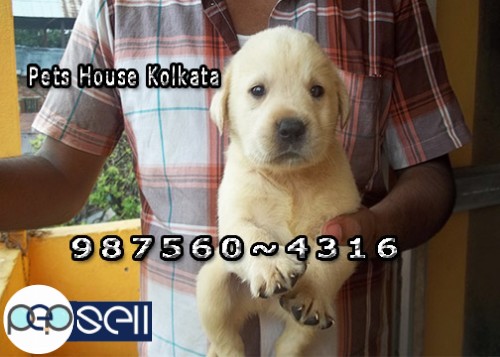 KCI Registered Top Line Up PUG Dogs Available At ~ PETS HOUSE KOLKATA 1 