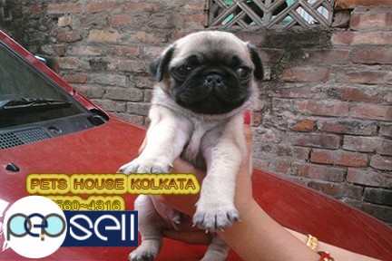 KCI Registered Top Line Up PUG Dogs Available At ~ PETS HOUSE KOLKATA 3 