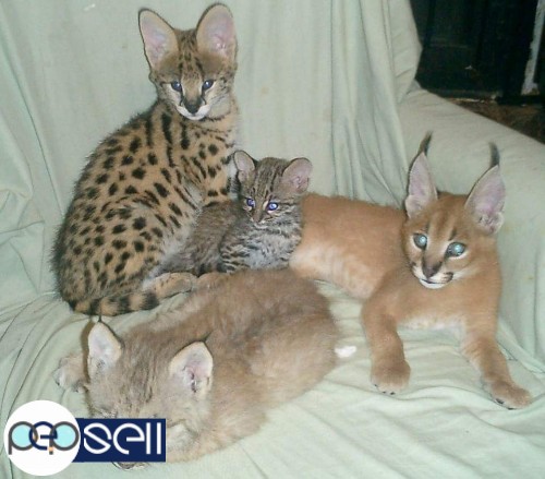  Healthy exotic pets for sale-buy Savannah and Caracal kittens 3 