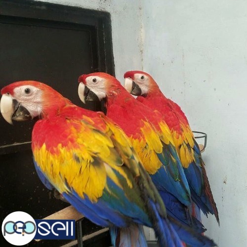  Get healthy Exotic Pets | Healthy Parrots on sale: Buy exotic pets 2 