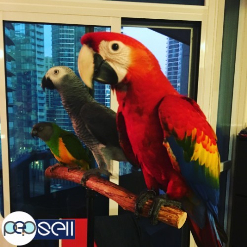  Get healthy Exotic Pets | Healthy Parrots on sale: Buy exotic pets 3 