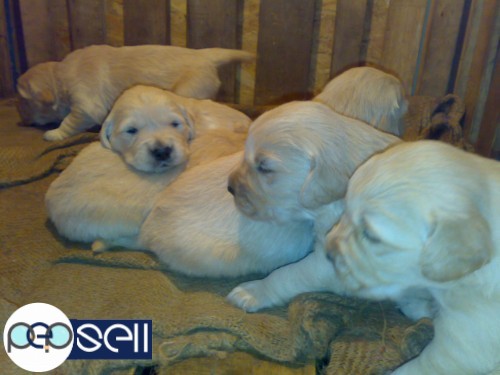 Golden Retriever pups for sale. Out of import champions. regd. 1 