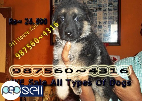 KCI Registered Top Quality GERMAN SHEPHERD Dogs Available At ~ KOLKATA 0 