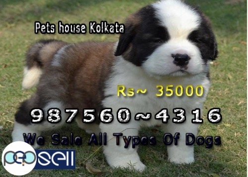 KCI Registered Top Quality GERMAN SHEPHERD Dogs Available At ~ KOLKATA 5 
