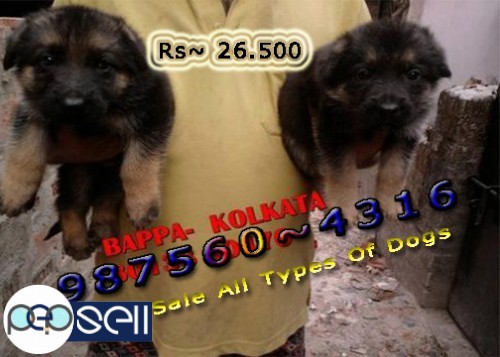 Champion Type Quality GERMAN SHEPHERD Dogs available At ~ KOLKATA 2 