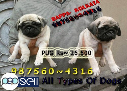 Show Quality Vodafone PUG Dogs Available At ~ PETS HOUSE KOLKATA 0 