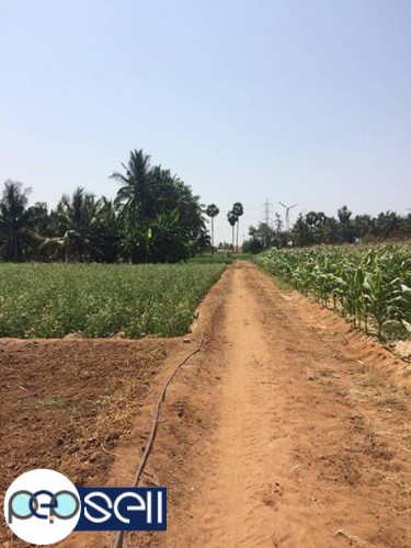 8 acre Agriculture land for sale 3 