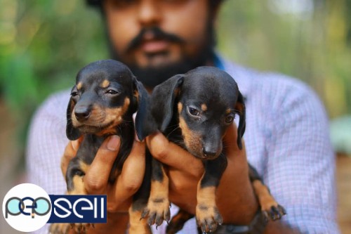 Dashound quality female puppies available at Piravom 0 