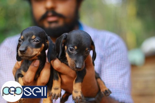 Dashound quality female puppies available at Piravom 1 