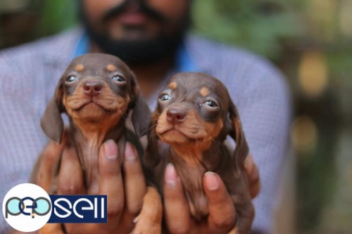 Dashound quality female puppies available at Piravom 2 
