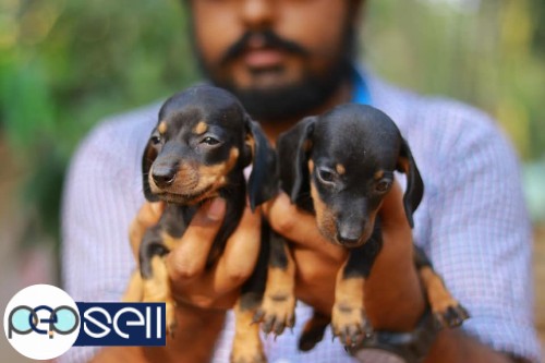Dashound quality female puppies available at Piravom 3 