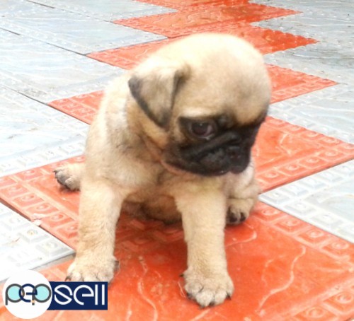 Pug puppy for sale kaduthuruthy 2 
