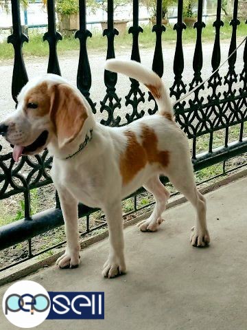 Beagle female 15 months sale 0 
