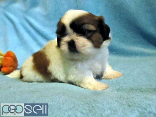Marvelous quality shihtzu pups available in Bangalore  0 