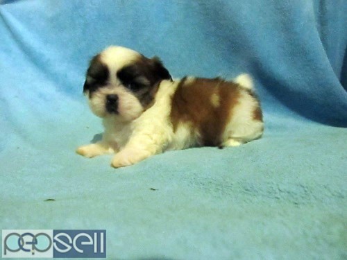 Marvelous quality shihtzu pups available in Bangalore  1 