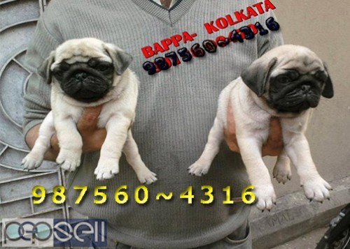 Show Quality GOLDEN RETRIEVER Pets Available  At ~ PETS HOUSE KOLKATA 3 