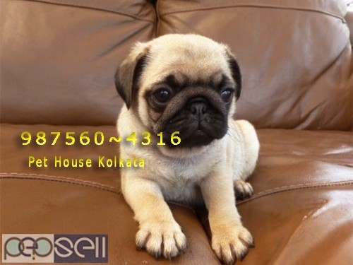 Registered Top Quality Vodafone PUG Dogs Sale At ~ PETS HOUSE KOLKATA 0 