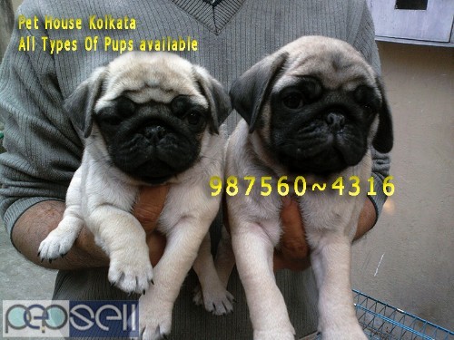 Registered Top Quality Vodafone PUG Dogs Sale At ~ PETS HOUSE KOLKATA 1 