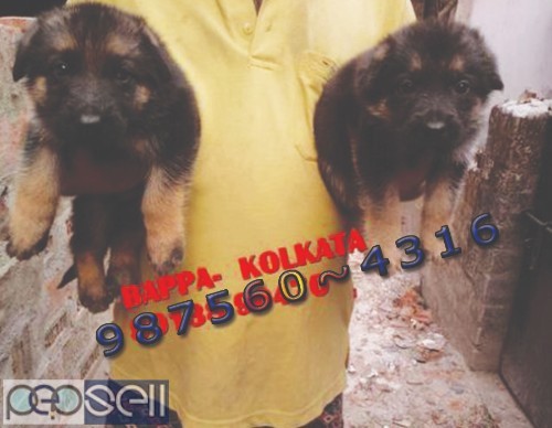 Registered Top Quality Vodafone PUG Dogs Sale At ~ PETS HOUSE KOLKATA 2 