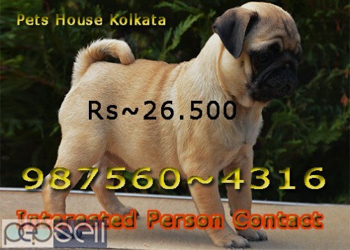 Registered Top Quality Vodafone PUG Dogs Sale At ~ PETS HOUSE KOLKATA 4 