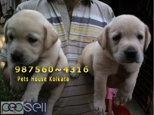 Registered Top Quality Vodafone PUG Dogs Sale At ~ PETS HOUSE KOLKATA 5 