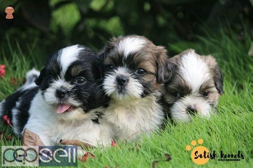 Shih Tzu 2 male puppies available for sale in Trivandrum 0 
