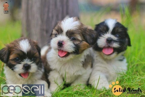 Shih Tzu 2 Male Puppies Available For Sale In Trivandrum
