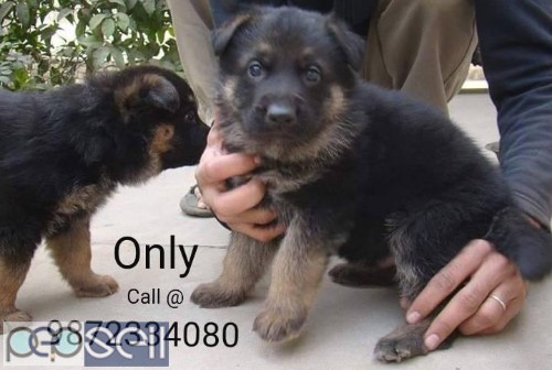 German Shepherd Pups for sale in Nawanshahr Punjab 0 