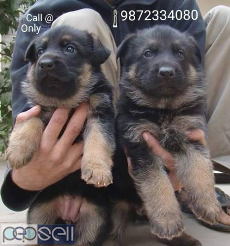 German Shepherd Pups for sale in Nawanshahr Punjab 1 