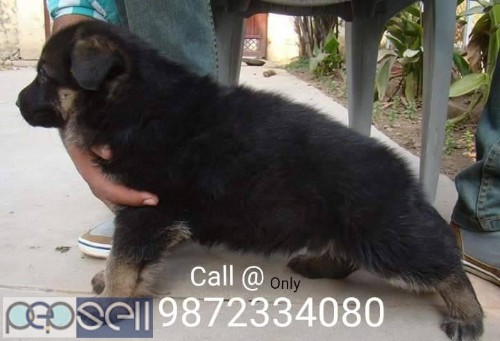 German Shepherd Pups for sale in Nawanshahr Punjab 2 