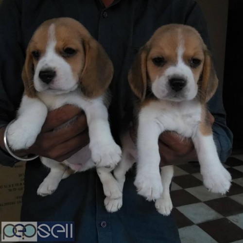 Top outstanding quality beagle pups available in Bangalore  0 