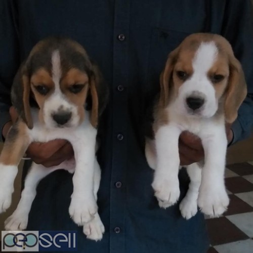 Top outstanding quality beagle pups available in Bangalore  1 