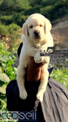 Show Quality Heavy Bone Labrador Puppies Available 0 