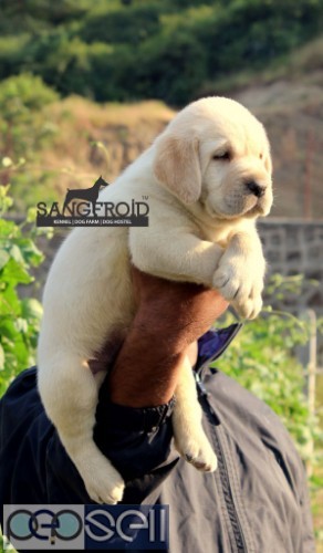 Show Quality Heavy Bone Labrador Puppies Available 1 