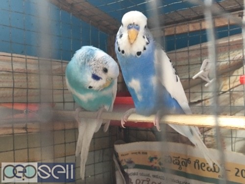 Love birds budgies quality home bred 0 