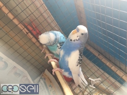 Love birds budgies quality home bred 1 