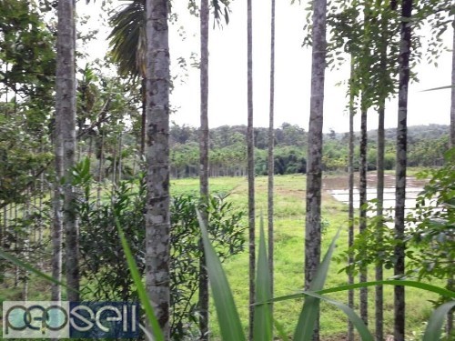 1 acre dry land + 5 acre paddy field for sale in wayanad 1 