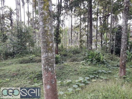 1 acre dry land + 5 acre paddy field for sale in wayanad 3 