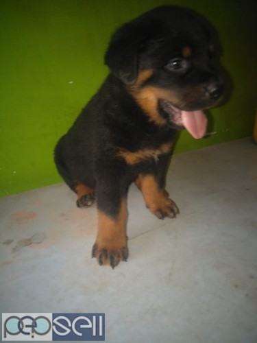 Rottweiler Puppy 45 days available for sale 0 