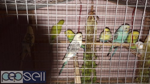 Home bred budgies for sale 0 